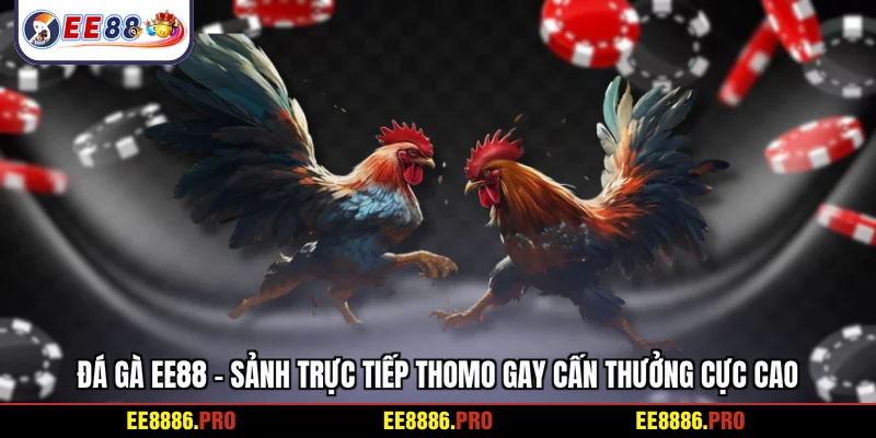 Đá gà EE88 - Sảnh trực tiếp Thomo gay cấn thưởng cực cao